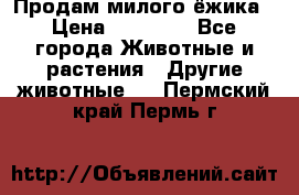 Продам милого ёжика › Цена ­ 10 000 - Все города Животные и растения » Другие животные   . Пермский край,Пермь г.